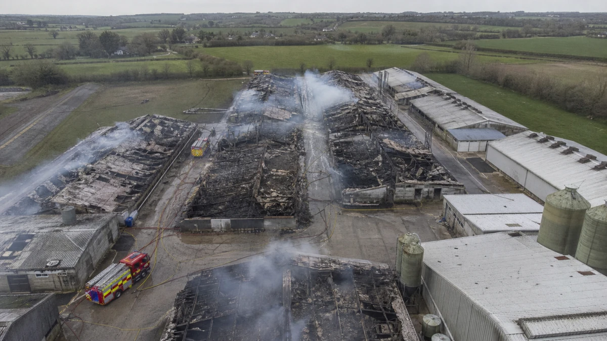 20.000 Schweine sterben bei Feuer in Mastanlage: Polizei ermittelt, Peta kündigt Anzeige an