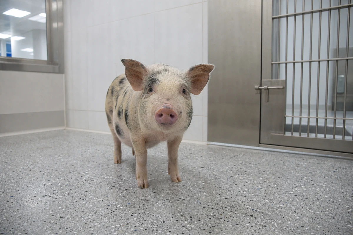 Schweineniere überbrückt erstmals die Wartezeit auf ein Spenderorgan