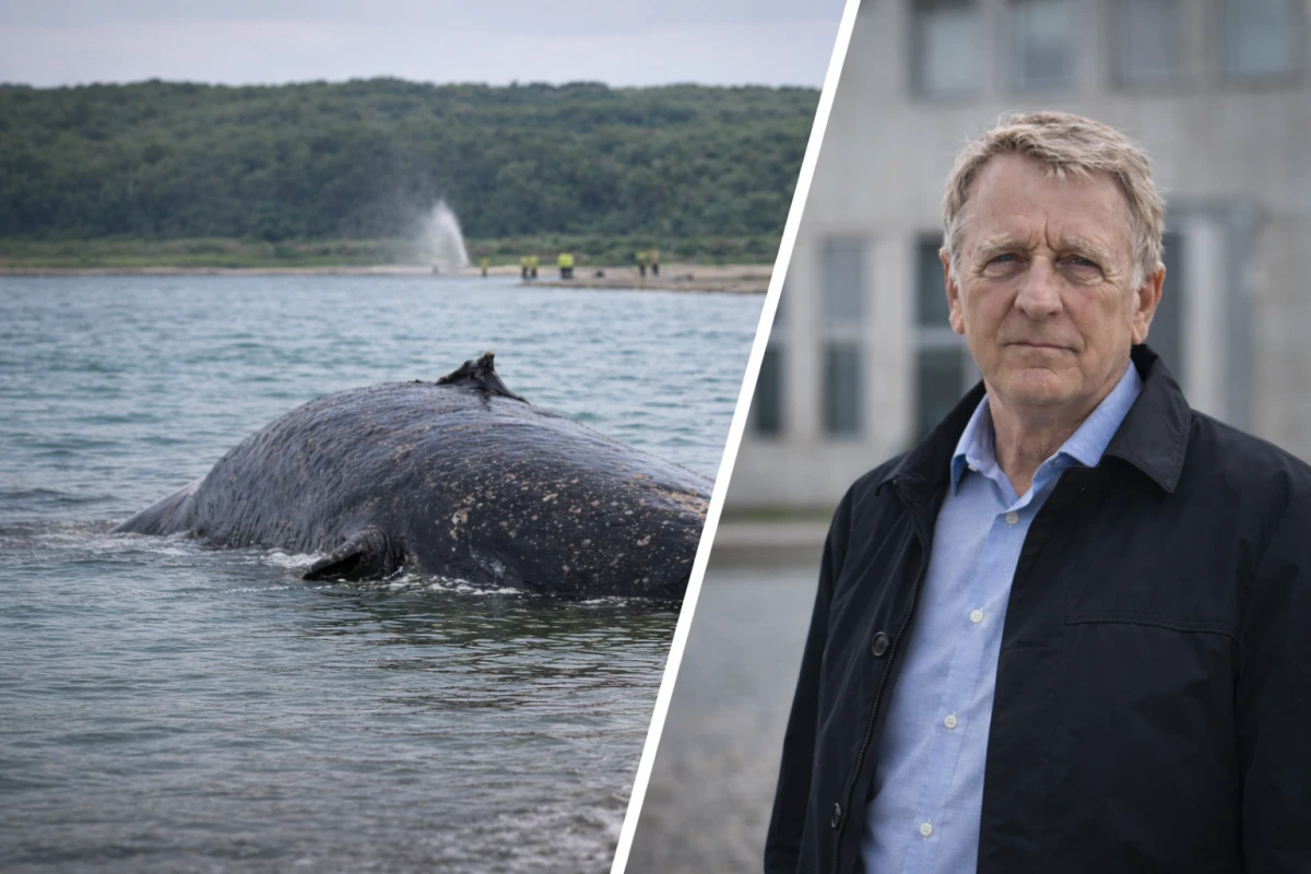Walter Gunz scheitert vor Gericht – Wal vor Poel bleibt ohne Rettungsversuch